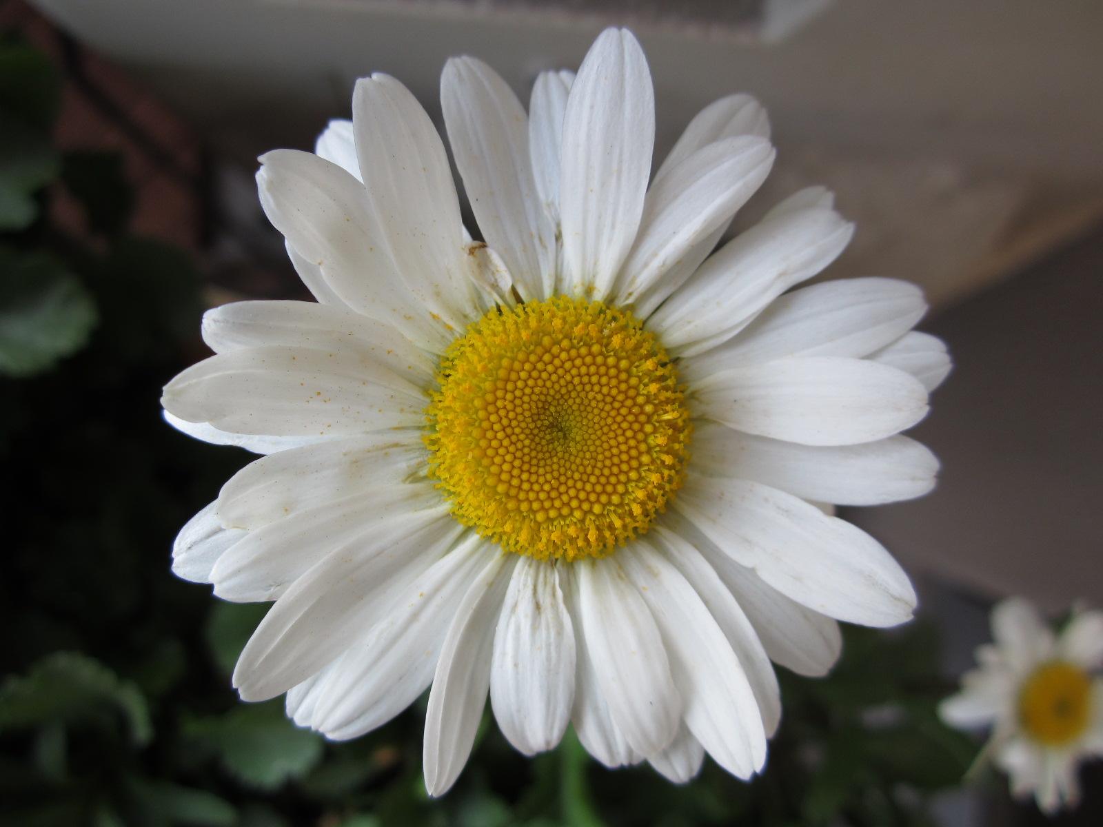 1207_hana.jpg
